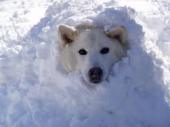 犬と雪.jpg