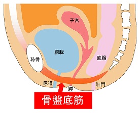 s-hareruya_img08.jpg