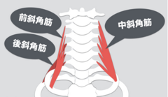 斜角筋ｬ.PNG