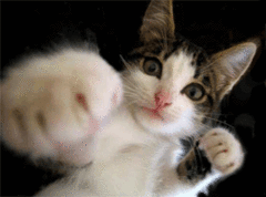 猫ﾊﾟﾝﾁ.gif
