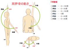肩胛骨.png